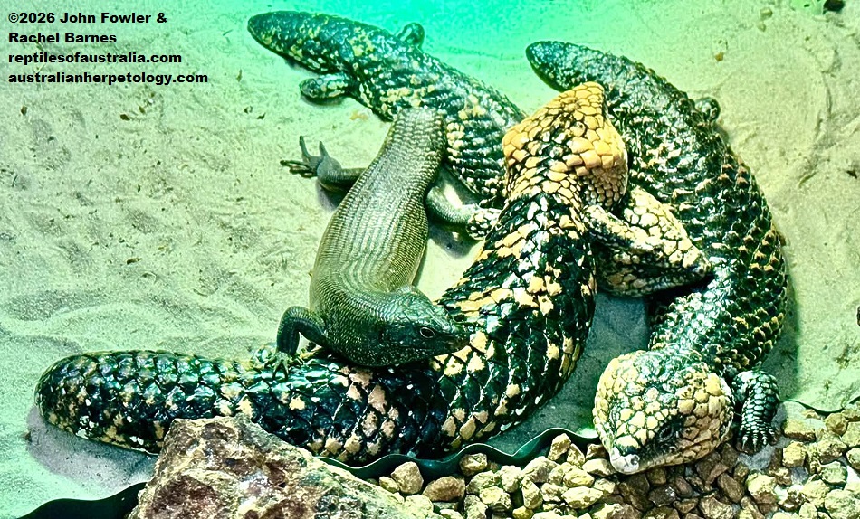 Western Shinglebacks (Tiliqua rugosa rugosa) with a King Skink (Egernia kingi) that has lost its tail, photographed at the Armadale Reptile Centre, WA